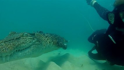 Une extraordinaire plongée au milieu des crocodiles au large de l'Australie