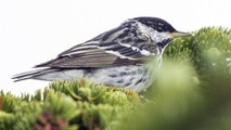 La paruline rayée, un petit oiseau champion de vol longue distance