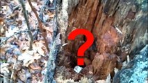 Un étonnant petit animal se cache dans cet arbre
