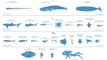 Quelle taille mesurent réellement les géants des mers ?