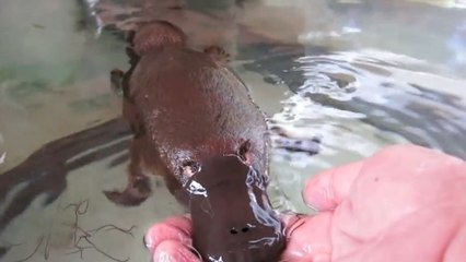 Voilà ce que ça fait de jouer avec un ornithorynque