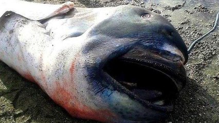 Un requin rarissime découvert échoué aux Philippines