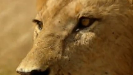 Quand des Maasaï tentent de voler la nourriture des lions