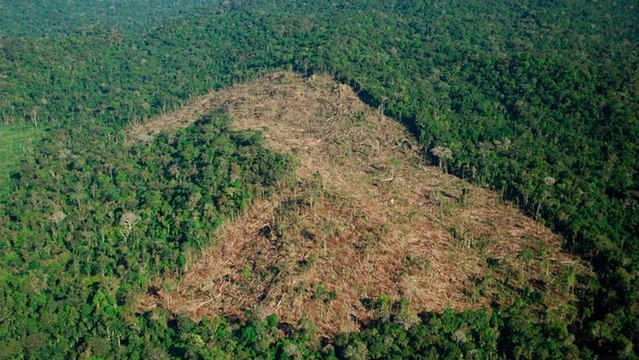 Déforestation : 170 millions d’hectares pourraient disparaitre d’ici 2030, selon le WWF