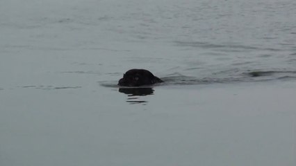 Un jaguar noir surpris en pleine traversée d'une rivière en Amazonie