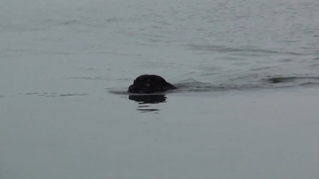 Un jaguar noir surpris en pleine traversée d'une rivière en Amazonie