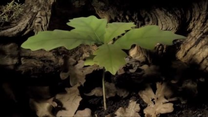 Contemplez les premiers mois de la vie d'un chêne grâce à cet incroyable time-lapse