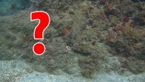 L'incroyable camouflage d'une pieuvre surprend un plongeur