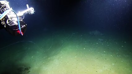 Une étrange créature marine aperçue dans le Golfe du Mexique