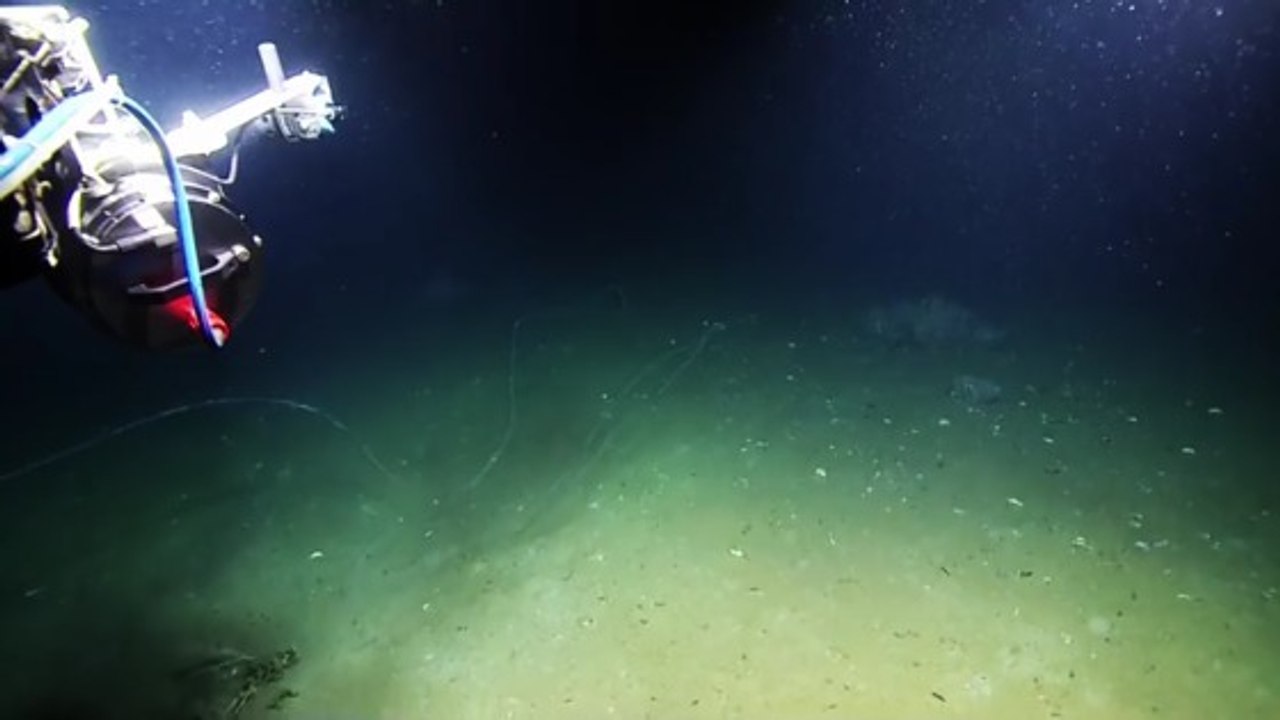 Une étrange créature marine aperçue dans le Golfe du Mexique
