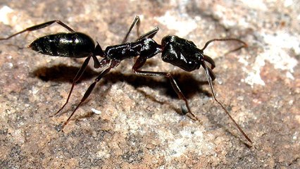 Ces fourmis utilisent une technique étonnante pour s'échapper d'un piège