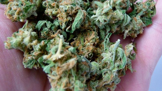 Cannabis : la skunk, une variété qui augmenterait le risque de psychoses