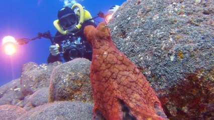 Quand une pieuvre joue à cache-cache avec un plongeur
