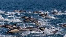 Un énorme banc d'un millier de dauphins repéré au large de la Californie