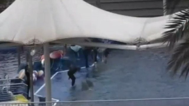Des dresseurs filmés maltraitant des dauphins dans un parc aquatique