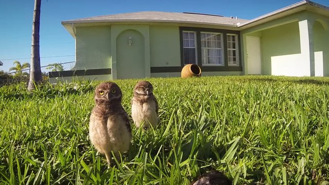 Quand des chouettes se mettent à danser devant une caméra