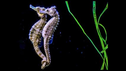 Du bizarre au romantique, découvrez les petites stratégies de séduction du règne animal