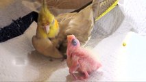 Suivez les 30 premiers jours de la vie d'une perruche avec cette vidéo extraordinaire