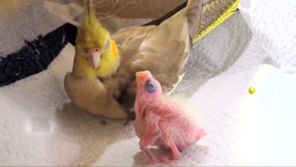 Suivez les 30 premiers jours de la vie d'une perruche avec cette vidéo extraordinaire