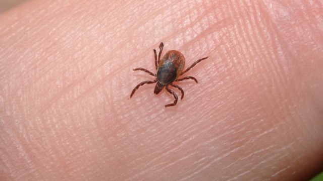 ''Bourbon'', un nouveau virus mortel transmis par les tiques inquiète les Etats-Unis