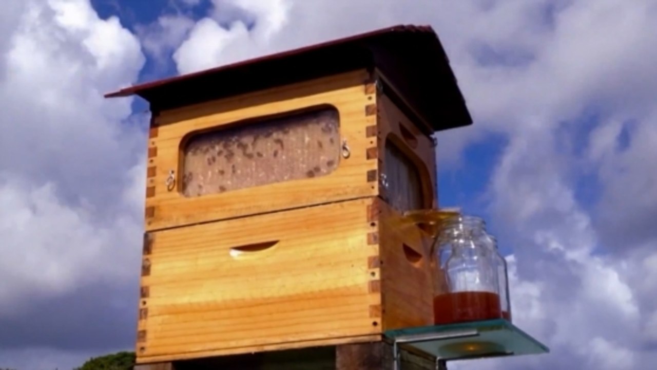 Flow, une ruche innovante pour récolter le miel sans déranger les abeilles