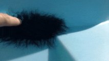 Ceci n'est pas une boule de poils