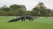 Quand un alligator géant s'aventure sur un terrain de golf en Floride