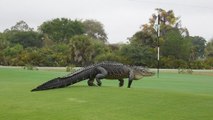 Quand un alligator géant s'aventure sur un terrain de golf en Floride