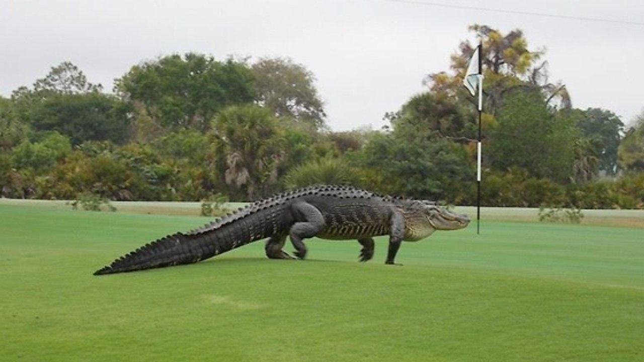 Quand un alligator géant s'aventure sur un terrain de golf en Floride