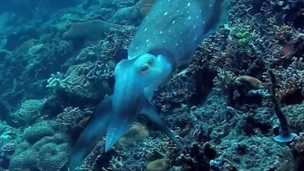 Une seiche hypnotise sa proie avec un incroyable jeu de lumière