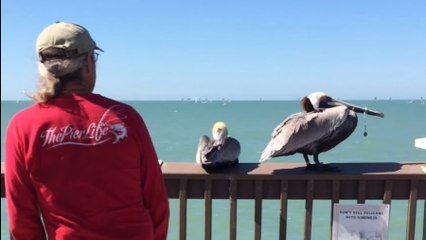 Le fantastique sauvetage d'un pélican piégé par du fil de pêche