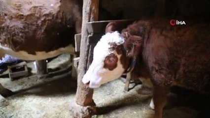 Kelkit'teki kahvehanelerde çaydan çok sıcak süt satılıyor