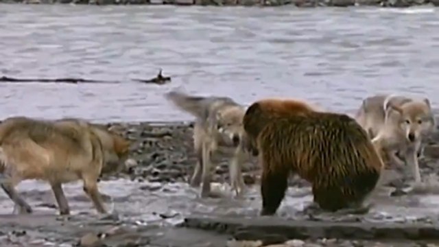 Quand un grizzly affronte quatre loups pour s'inviter à leur repas