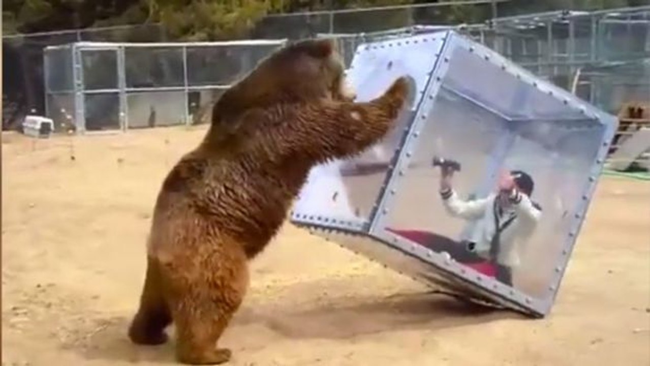 Sie ist in einer Glasbox eingeschlossen und einem hungrigen Grizzly ausgeliefert!