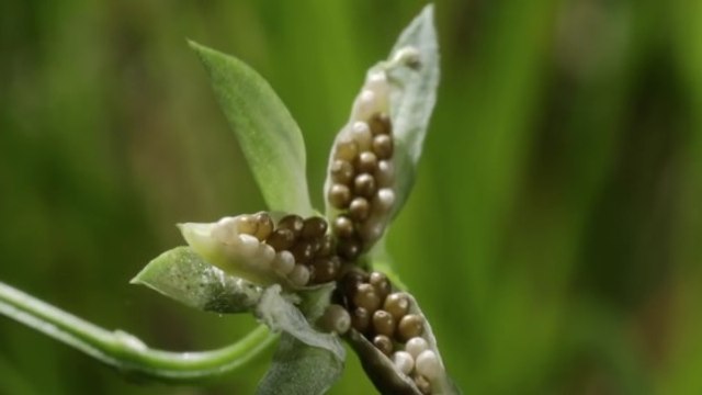 Observez ces plantes ''explosives'' disséminer leurs graines en slow-motion