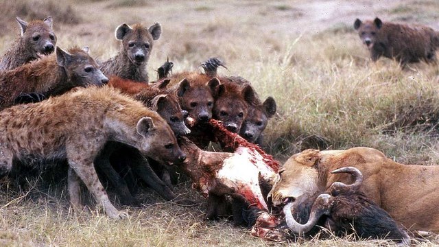 Quand une meute de hyènes s'attaque à des lions pour voler leur nourriture