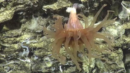Ce gigantesque canyon sous-marin abrite un incroyable écosystème