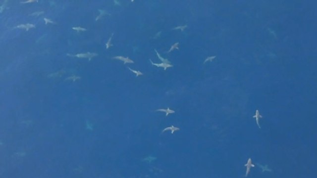 Quand des centaines de requins encerclent une plateforme pétrolière