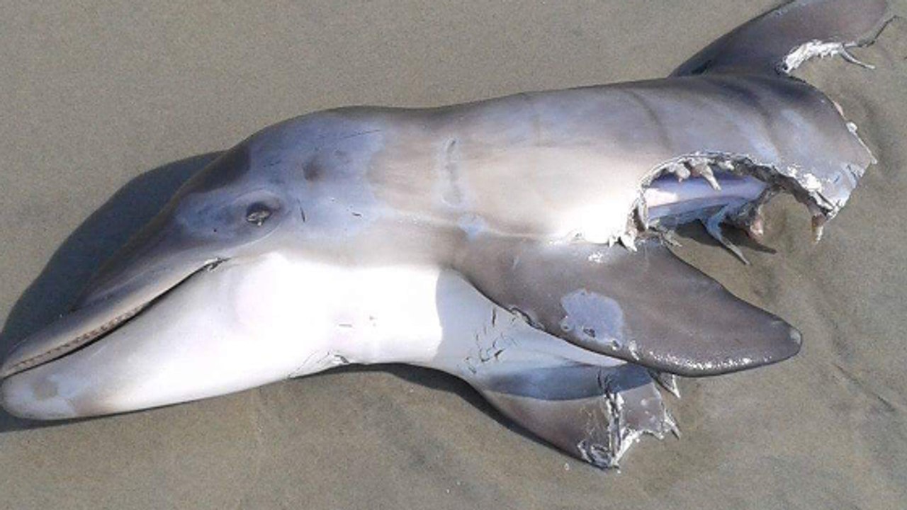 Un jeune dauphin retrouvé à moitié dévoré sur une plage sème l'inquiétude