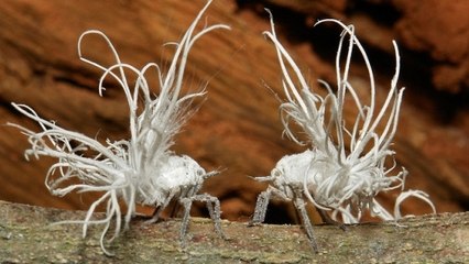 De curieuses créatures rencontrées en plein coeur de la jungle birmane
