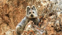 L'Ili Pika, un petit animal rare photographié pour la première fois après 20 ans de disparition