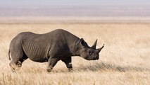Un chasseur texan finalement autorisé à partir tuer un rhinocéros noir en Namibie