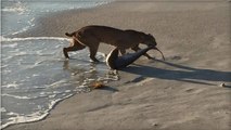 Un lynx surpris en train de chasser un requin sur une plage de Floride