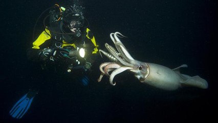 Quand un plongeur se fait attaquer par un groupe entier de calmars
