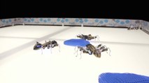 D'incroyables insectes bioniques presque aussi vrais que nature