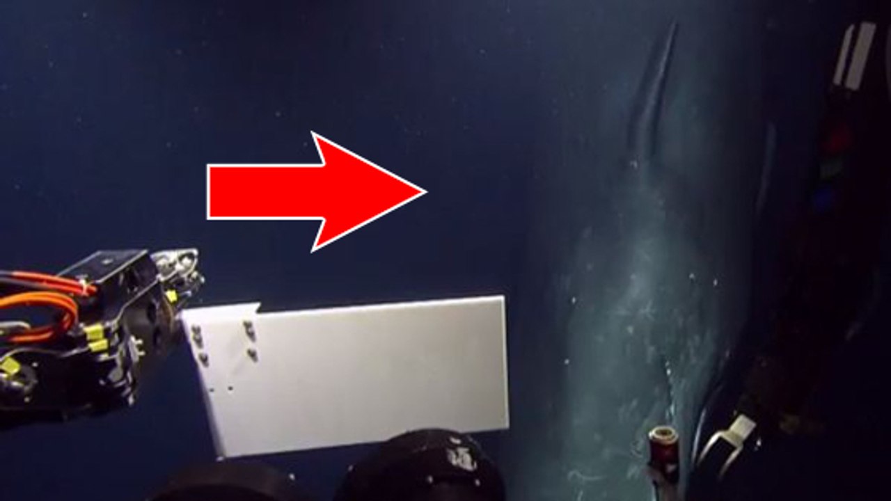 Un sous-marin reçoit l'incroyable visite d'un cachalot dans les profondeurs