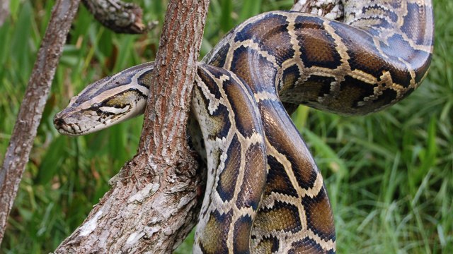 Observez la fascinante technique du python pour monter aux arbres