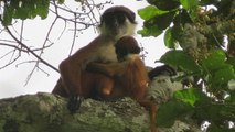 Un singe très rare photographié pour la première fois en pleine forêt du Congo