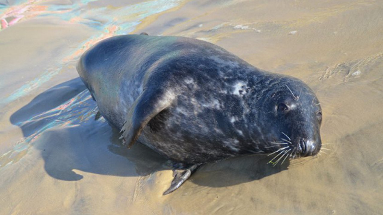 Quand le phoque You, star des plages de Gironde, attaque un nageur
