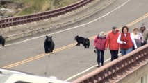 Quand un ours noir fait fuir un groupe de touristes trop curieux à Yellowstone